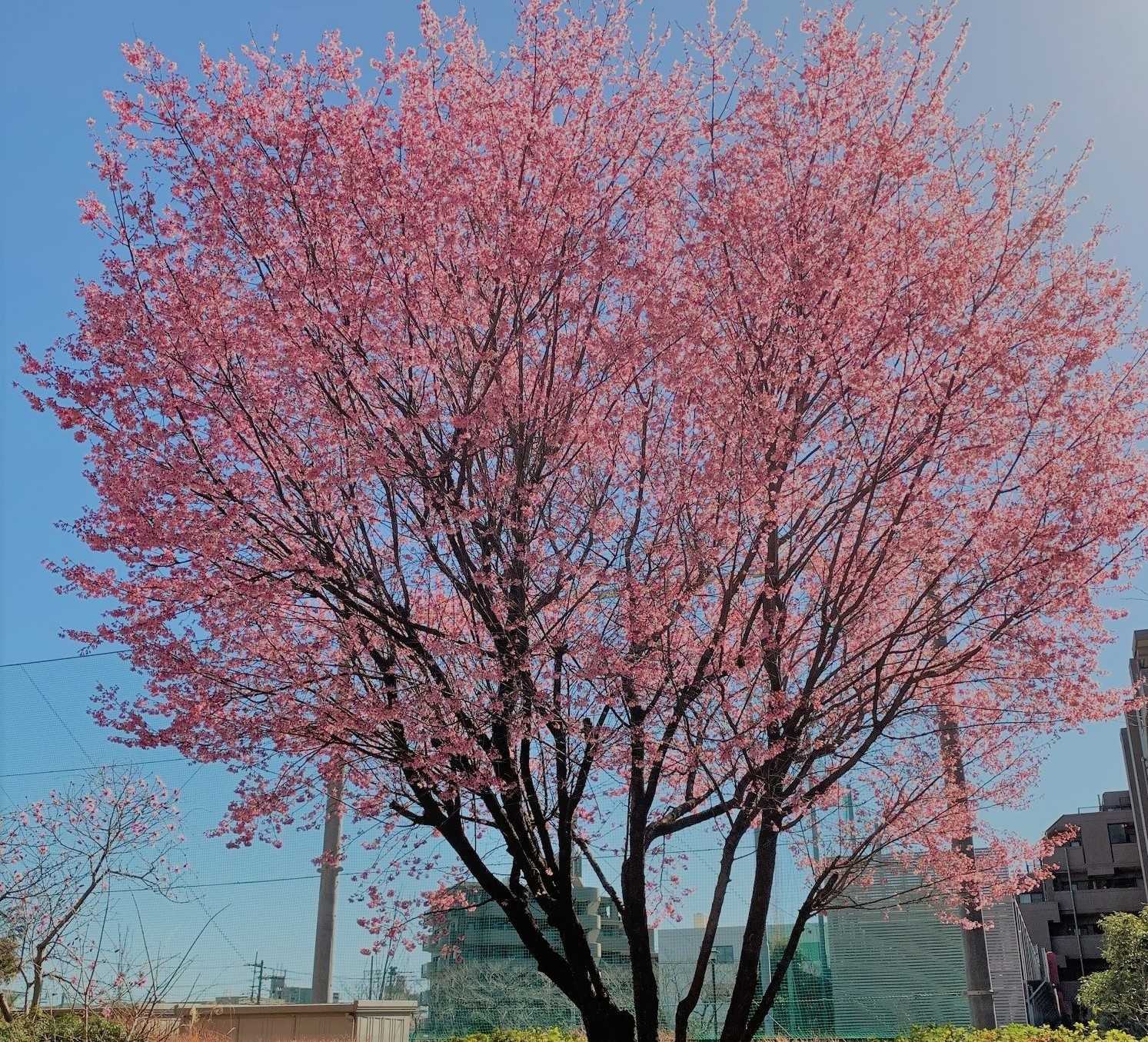 Spring Day