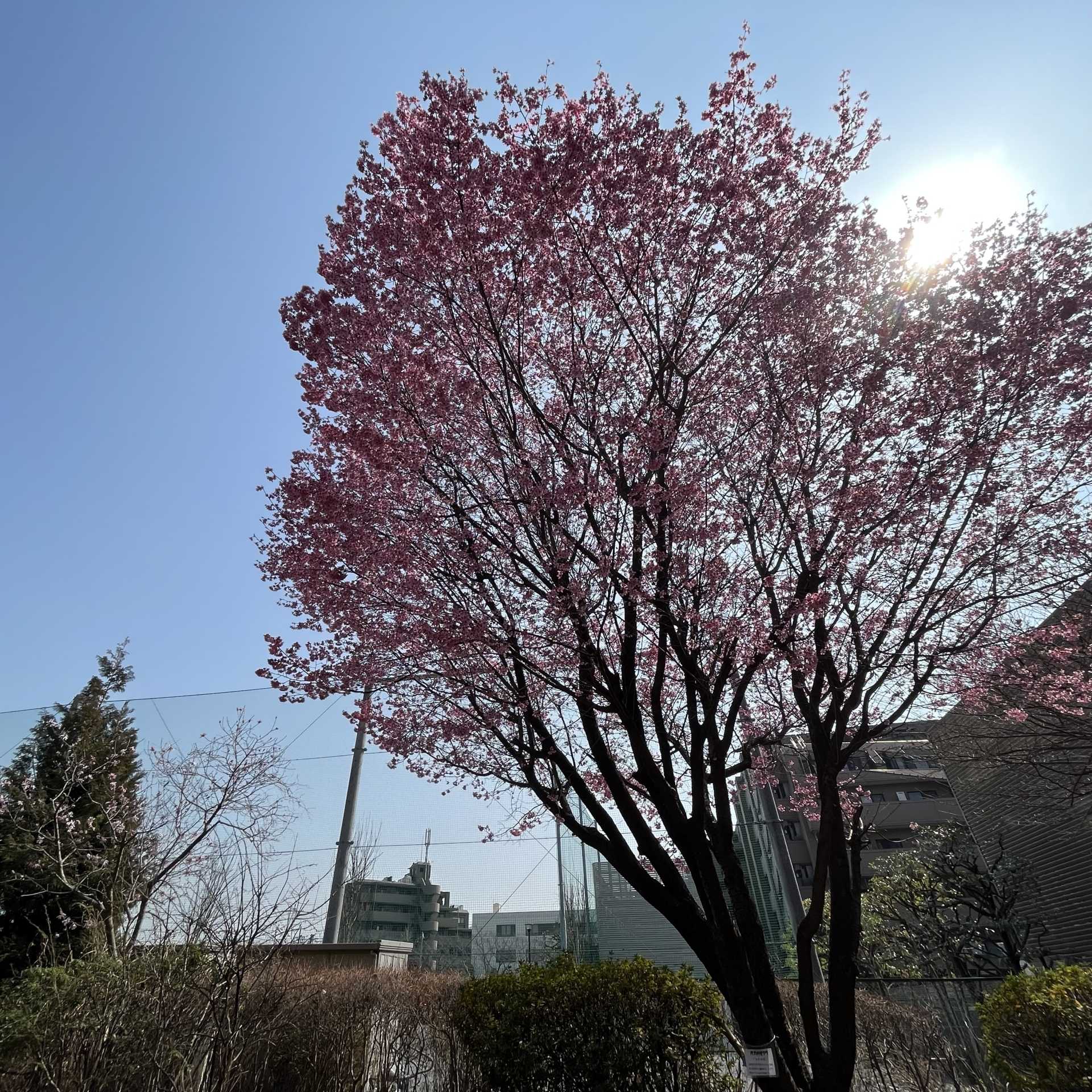 Spring　Day…